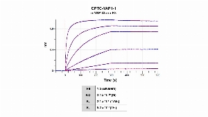 Click to enlarge image Affinity and binding kinetics of CPTC-YAP1-1 and mouse YAP1 full length recombinant protein were measured using biolayer interferometry. Mouse YAP1 recombinant protein was amine coupled onto AR2G biosensors. CPTC-YAP1-1-rabbit antibody at 256 nM, 64 nM, 16 nM, 4 nM, 1.0 nM and 0.25 nM, was used as analyte. Buffer only and biosensors immobilized without recombinant protein were used as references for background subtraction.  All data was analyzed globally using a bivalent fitting model.