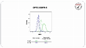 Click to enlarge image Flow cytometric analysis of epidermal growth factor receptor (EGFR) expression using CPTC-EGFR-5 antibody. H-226 cells were fixed, permeabilized, and then stained with CPTC-EGFR-5 (solid green) or concentration-matched mouse IgG1 isotype control (dashed green) antibodies. HL-60 cells were fixed, permeabilized, and then stained with CPTC-EGFR-5 (solid blue) or concentration-matched mouse IgG1 isotype control (dashed blue) antibodies. A BV421 conjugated goat anti-mouse IgG was used as a secondary antibody. All data were analyzed using FlowJo.