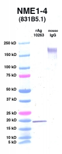 Click to enlarge image Western Blot using CPTC-NME1-4 as primary Ab against NME1 (rAg 10263) in lane 2. Also included are molecular wt. standards (lane 1) and mouse IgG control (lane 3).