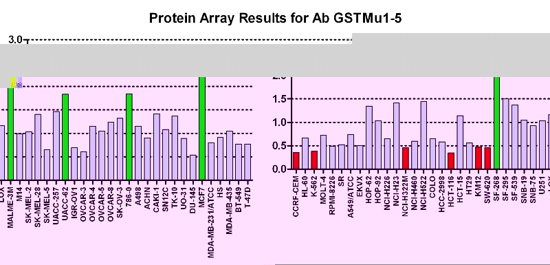 点击放大图像Protein Array，其中CPTC-GSTMu1-5与NCI60细胞系面板进行筛选以表达。数据标准化为平均信号1.0和标准偏差0.5。颜色传达过度表达水平（绿色）、基础水平（蓝色）、过度表达水平（红色）。