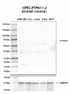 Click to enlarge image Western blot using CPTC-PTPN11-2 as primary antibody against whole cell lysates CCRF-CEM (lane 2), HeLa (lane 3), Jurkat (lane 4), K-562 (lane 5), and MCF7 (lane 6). The expected molecular weights are 68.0 kDa, 68.4 kDa, and 52.8 kDa.
