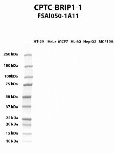 Click to enlarge image Western blot using CPTC-BRIP1-1 as primary antibody against HT-29 (lane 2), HeLa (lane 3), MCF7 (lane 4), HL-60 (lane 5), Hep G2 (lane 6), and MCF7 (lane 7) whole cell lysates.  Expected molecular weight - 141 kDa and 112 kDa.  Molecular weight standards are also included (lane 1).