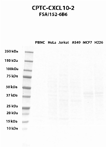 Click to enlarge image Western blot using CPTC-CXCL10-2 as primary antibody against PBMC (lane 2), HeLa (lane 3), Jurkat (lane 4), A549 (lane 5), MCF7 (lane 6), and NCI-H226 (lane 7) whole cell lysates.  Expected molecular weight - 10.9 kDa.  Molecular weight standards are also included (lane 1).