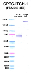 Click to enlarge image Western Blot using CPTC-ITCH-1 as primary Ab against ITCH (rAg 00010) (lane 2). Also included are molecular wt. standards (lane 1) and mouse IgG control (lane 3).