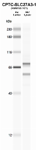 Click to enlarge image Western Blot using CPTC-SLC27A3-1 as primary Ab against U87 lysate (lane 2). Also included are molecular wt. standards.
