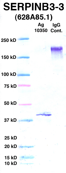 Click to enlarge image Western Blot using CPTC-SERPINB3-3 as primary Ab against Ag 10350 (lane 2). Also included are molecular wt. standards (lane 1) and mouse IgG control (lane 3).