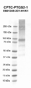 Click to enlarge image Western blot using CPTC-PTGS2-1 as primary antibody against human COX-2 recombinant protein (lane 2). Expected molecular weight - 95.4 kDa.  Molecular weight standards are also included (lane 1).