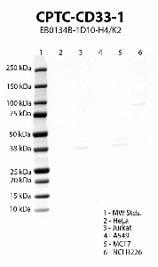 Click to enlarge image Western blot using CPTC-CD33-1 as primary antibody against HeLa (lane 2), Jurkat (lane 3), A549 (lane 4), MCF7 (lane 5) and NCI H226 (lane 6) cell lysates.  Expected molecular weight 40 kDa.  Molecular weight standards (MW Stds.) are also included (lane 1).  Positive for cell lines Jurkat and MCF7. Negative/inconclusive data for the other cell lines.