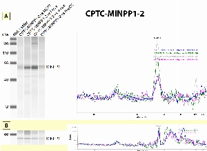 Click to enlarge image Immunoprecipitation using CPTC-MINPP1-2 as capture antibody against cell lysates of MCF7, HeLa, Jurkat and HepG2. Eluates were then tested with Simple Western (automated WB) using CPTC-MINPP1-2 as detection antibody (Panel A). Data were compared with Simple Western data obtained from the same cell lysates using CPTC-MINPP1-2 (Panel B). The antibody is able to pull down the target protein in all cell lysates, but weakly in MCF7 and HepG2.
