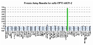 Click to enlarge image Protein Array in which CPTC-AKT1-2 is screened against the NCI60 cell line panel for expression. Data is normalized to a mean signal of 1.0 and standard deviation of 0.5. Color conveys over-expression level (green), basal level (blue), under-expression level (red).