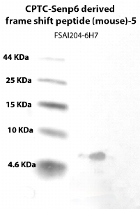 Click to enlarge image Western blot using CPTC-Senp6 derived frame shift peptide (mouse) -5 as primary Ab against CPTC-Senp6 derived frame shift peptide (mouse) -1 (NCI ID 00285) (lane 2). Also included are molecular weight standards (lane 1). Analysis was carried out on a tricine gel.