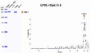 Click to enlarge image Automated Western Blot using CPTC-ITGA11-1 as primary antibody against cell lysate of human mesenchymal stem cells (hMSC), A549, HeLa and MCF7. The antibody CPTC-ITGA11-1 recognizes the target protein in hMSC and HeLa lysates. Expected MW is 133 KDa, but ITGA11 glycosylation affects its migration.