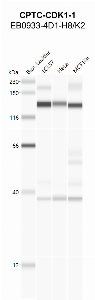Click to enlarge image Automated western blot using CPTC-CDK1-1 as primary antibody against cell lysates LCL57 (lane 2), HeLa (lane 3) and MCF10A (lane 4). Also included are molecular weight standards (lane 1)