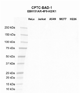 Click to enlarge image Western blot using CPTC-BAD-1 as primary antibody against HeLa (lane 2), Jurkat (lane 3), A549 (lane 4), MCF7 (lane 5), and H226 (lane 6) whole cell lysates.  Expected molecular weight - 18.4 kDa.  Molecular weight standards are also included (lane 1).