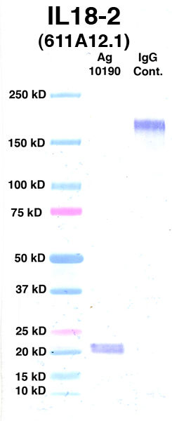 Click to enlarge image Western Blot using CPTC-IL18-2 as primary Ab against Ag 10190 (lane 2). Also included are molecular wt. standards (lane 1) and mouse IgG control (lane 3).