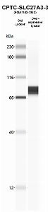 Click to enlarge image Western Blot using CPTC-SLC27A3-3 as primary Ab against SLC27A3 HEK293T cell transient overexpression lysate (lane 2). Also included are molecular wt. standards.