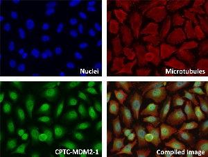 Click to enlarge image Immunofluorescence staining of human cell line HeLa with CPTC-MDM2-1 Ab shows localization to the nucleus, other.
