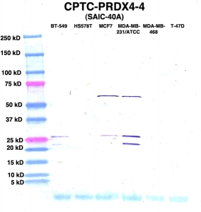 Click to enlarge image Western Blot using CPTC-PRDX4-4 as primary Ab against lysates from six breast cancer cell lines from the NCI60 cell line collection (lanes 2-7). Also included are molecular wt. standards (lane 1).