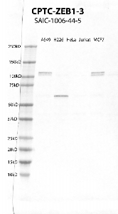 Click to enlarge image Western Blot using CPTC-ZEB1-3 as primary antibody against cell lysates A549, H226, HeLa, Jurkat and MCF7. Expected MW of 124 KDa. Positive for A549A and MCF7, incoclusive/negative for other cell lysates.  Molecular weight standards are also included (lane 1).
