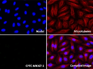 Click to enlarge image Immunofluorescence staining of HeLa cells using CPTC-MKI67-1 antibody (green).  MKI67 protein expression shows localization to the nucleoplasm.