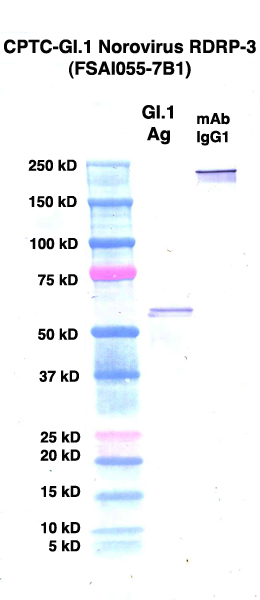 Click to enlarge image Western Blot using CPTC-GI.1 Norovirus RDRP-3 as primary Ab against rAg 00091 (lane 2). Also included are molecular wt. standards (lane 1) and mouse IgG control (lane 3).