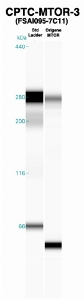 Click to enlarge image Western Blot using CPTC-MTOR-3 as primary Ab against recombinant MTOR (lane 2). Also included are molecular wt. standards (lane 1).