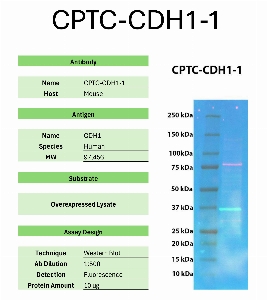 Click to enlarge image Western Blot of CPTC-CDH1-1 against the over-expressed lysate of CDH1. Expected MW is 97.4 KDa. The antibody detected the target protein.