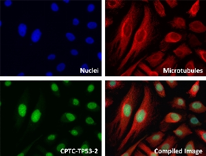 Click to enlarge image Immunofluorescence staining of human cell line HeLa with CPTC-TP53-2 Ab shows localization to the cytoskeleton, mitochondrion, nucleus, endoplasmic reticulum, other.