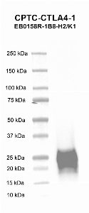 Click to enlarge image Western blot using CPTC-CTLA4-1 as primary antibody against  human cytotoxic T-lymphocyte-associated protein 4 (CTLA4), transcript variant 1, with C-terminal DDK/His tag, purified recombinant protein expressed in human cells (lane 2). Expected molecular weight - 16.0 kDa. Molecular weight standards are also included (lane 1).