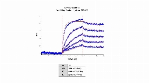 Click to enlarge image The affinity and binding kinetics of CPTC-CGB-4 and BSA-conjugated Chorionic Gonadotropin Subunit Beta Peptide 2 (BSA-CDHPLT(CAM)DDRP) was measured using biolayer interferometry. CPTC-CGB-4 was covalently immobilized on amine-reactive second-generation sensors. BSA-conjugated peptide, 2.0 nM, 0.5 nM, 0.25 nM, 0.125 nM and 0.0625 nM, was used as analyte.
