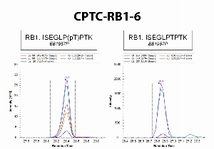 Click to enlarge image Immuno-MRM using CPTC-RB1-6 as capture antibody against the phosphorylated synthetic peptide ISEGLP(pT)PTK (phosphosite T821) and the correpondent  non-phosphorylated peptide ISEGLPTPTK. Antibody CPTC-RB1-6 captures specifically the phosphorylated synthetic peptide, but not the correspondent non-phosphorylated peptide.