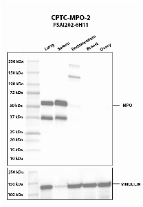Click to enlarge image Western blot using CPTC-MPO-2 as primary antibody against human lung (2), spleen (3), endometrium (4), breast (5), and ovary (6) tissue lysates. The expected molecular weight is 83.9 kDa, 73.9 kDa, and 87.2 kDa.  Lung, spleen, and endometrium are presumed positive (MPO heavy chain). Breast and ovary are negative. Vinculin was used as a loading control. The immunoblot was conducted under reducing conditions.