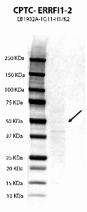 Click to enlarge image Western Blot using CPTC-ERRFI1-2 against the ERRFI1 over-expressed lysate. Expected MW is about 50 KDa.