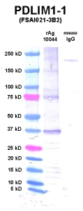 Click to enlarge image Western Blot using CPTC-PDLIM1-1 as primary Ab against PDLIM1 (rAg 10044) in lane 2. Also included are molecular wt. standards (lane 1) and mouse IgG control (lane 3).