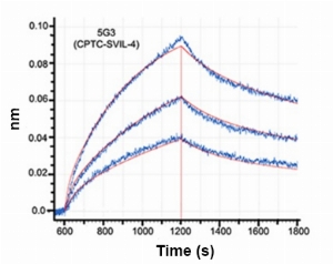 Click to enlarge image Affinity and binding kinetics of CPTC-SVIL-4 and h340 recombinant protein using biolayer interferometry. CPTC-SVIL-4 antibody was covalently immobilized on amine-reactive second-generation sensors. H340 recombinant protein, 4 nM, 8 nM, and 16 nM, was used as analyte. R2 = 0.993. Rate constants were calculated by applying a 2:1 (heterogeneous) interaction model (global fit, full). KD (nM) – 3.22, Ka (1/Ms) – 1.50 x 105, Kd (1/s) – 4.85 x 10-4.