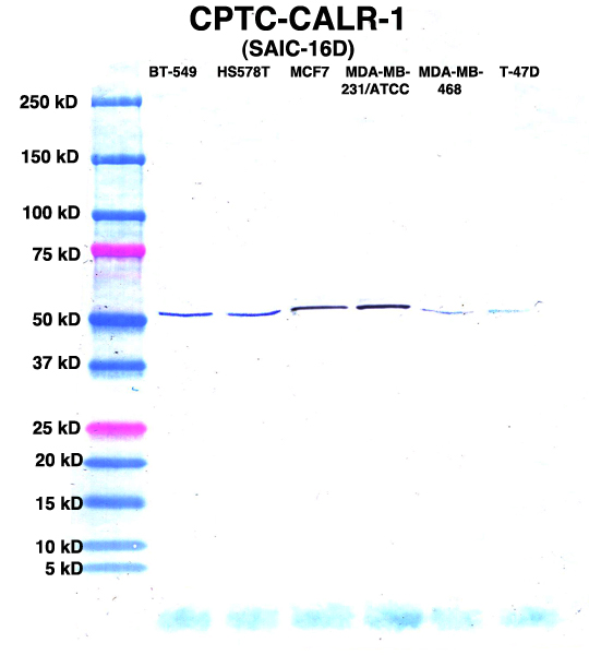 Click to enlarge image Western Blot using CPTC-CALR-1 as primary Ab against lysates from six breast cancer cell lines from the NCI60 cell line collection (lanes 2-7). Also included are molecular wt. standards (lane 1).