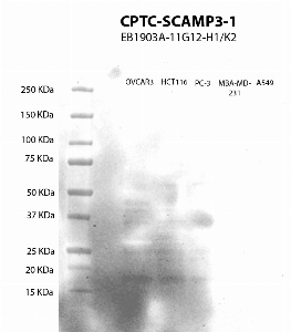 Click to enlarge image Western Blot using CPTC-SCAMP3-1 as primary antibody against cell lysates OVCAR3, HCT116, PC-3, MBA-MD-231 and A549 (lane 2) with expected MW of 38 KDa. Inconclusive/negative for all of the screened cell lysates. Molecular weight standards are also included (lane 1). ECL detection.