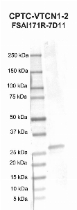 Click to enlarge image Western blot using CPTC-VTCN1-2 as primary antibody against human VTCN1 / B7H4 (25-259, His-tag) recombinant protein (lane 2).  Expected molecular weight - 28.2 kDa.  Molecular weight standards are also included (lane 1).