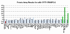 点击放大图像蛋白质阵列，其中CPTC-CRABP2-2与NCI60细胞系面板进行筛选以进行表达。数据标准化为平均信号1.0和标准偏差0.5。颜色表示过度表达水平（绿色）、基本水平（蓝色）、欠表达水平（红色）。