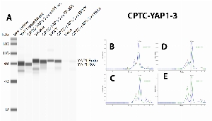 Click to enlarge image Immunoprecipitation using CPTC-YAP1-3 as capture antibody against rec YAP1 protein and to probe whole cell lysates of SF-268, EKVX and HeLa. Eluates were tested in Simple Western, using CPTC-YAP1-1 as primary antibody (Panel A). The antibody is able to precipitate recombinant YAP1 and target protein in all tested cell lysates, as also evident in the comparison between input material (blue line) and eluate (green line) profiles in panels B, C, D, E, respectively for rec. YAP1, SF-268, EKVX and HeLa.