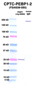 Click to enlarge image Western Blot using CPTC-PEBP1-2 as primary Ab against PEBP1 (rAg 00060) (lane 2). Also included are molecular wt. standards (lane 1) and mouse IgG control (lane 3).