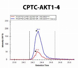 Click to enlarge image iMRM screening results for clone CPTC-AKT1-4. The clone is able to selectively pull down the target peptide (CPTC-AKT1 Peptide 5, (pT)FCGTPEYLAPEVLEDNDYGRK)

Data provided by the Paulovich Lab, Fred Hutch (https://research.fredhutch.org/paulovich/en.html)
