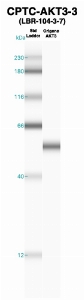 Click to enlarge image Western Blot using CPTC-AKT3-3 as primary Ab against recombinant AKT3 (lane 2). Also included are molecular wt. standards (lane 1).