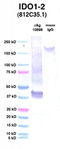 Click to enlarge image Western Blot using CPTC-IDO1-2 as primary Ab against IDO1 (Ag 10898) (lane 2). Also included are molecular wt. standards (lane 1) and mouse IgG control (lane 3).