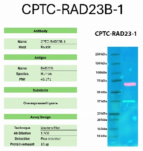 Click to enlarge image Western Blot of CPTC-RAD23B-1 against the over-expressed lysate of RAD23B. Expected MW is 43.1 KDa. The antibody detected the target protein.