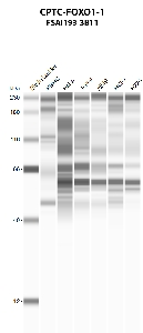 Click to enlarge image Automated western blot using CPTC-FOXO1-1 as primary antibody against PBMC (lane 2), HeLa (lane 3), Jurkat (lane 4), A549 (lane 5), MCF7 (lane 6), and NCI-H226 (lane 7) whole cell lysates.  Expected molecular weight - 69.7 kDa.  Molecular weight standards are also included (lane 1).