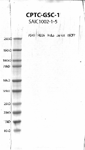 Click to enlarge image Western Blot using CPTC-GSC-1 as primary antibody against cell lysates A549, H226, HeLa, Jurkat and MCF7. Expected MW of 28.1 KDa. All cell lysates negative.  Molecular weight standards are also included (lane 1).