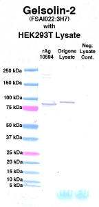 Click to enlarge image Western Blot using CPTC-Gelsolin-2 as primary Ab against cell lysate from transiently overexpressed HEK293T cells form Origene (lane 3). Also included are molecular wt. standards (lane 1), lysate from non-transfected HEK293T cells as neg control (lane 4) and recombinant Ag Gelsolin (NCI 10594) in (lane 2). 