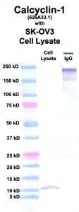 Click to enlarge image Western Blot using CPTC-Calcyclin-1 as primary Ab against cell lysate from SK-OV3 cells (lane 2). Also included are molecular wt. standards (lane 1) and mouse IgG control (lane 3).