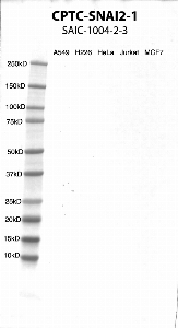 Click to enlarge image Western Blot using CPTC-SNAI2-1 as primary antibody against cell lysates A549, H226, HeLa, Jurkat and MCF7. Expected MW of 30.0 KDa. All cell lysates negative.  Molecular weight standards are also included (lane 1).